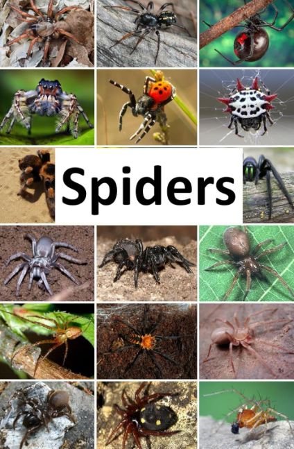 Spiders