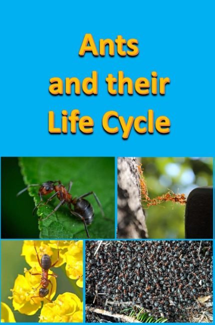 Ants and their Life Cycle